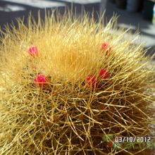 A photo of Mammillaria rhodantha ssp. pringlei