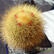 A photo of Mammillaria rhodantha ssp. pringlei