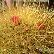 A photo of Mammillaria rhodantha ssp. pringlei