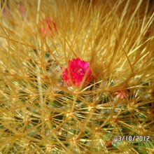 A photo of Mammillaria rhodantha ssp. pringlei