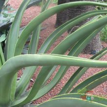Una foto de Agave vilmoriniana