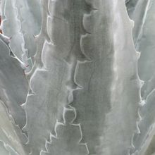Una foto de Agave asperrima subsp. potosiensis