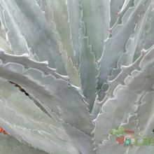Una foto de Agave asperrima subsp. potosiensis