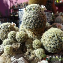 A photo of Mammillaria schiedeana ssp. giselae