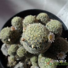 A photo of Mammillaria schiedeana ssp. giselae