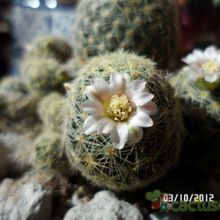 A photo of Mammillaria schiedeana ssp. giselae