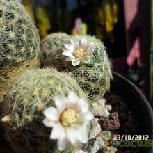 A photo of Mammillaria schiedeana ssp. giselae