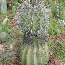 A photo of Carnegiea gigantea