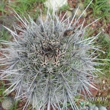 A photo of Carnegiea gigantea