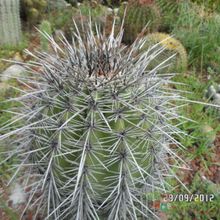A photo of Carnegiea gigantea