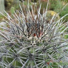 A photo of Carnegiea gigantea