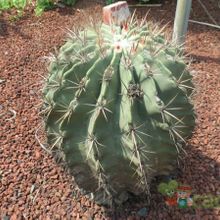 Una foto de Ferocactus echidne