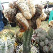 A photo of Oreocereus doelzianus fma. crestada