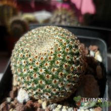 A photo of Mammillaria crucigera