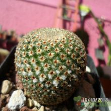A photo of Mammillaria crucigera