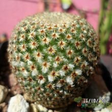 A photo of Mammillaria crucigera