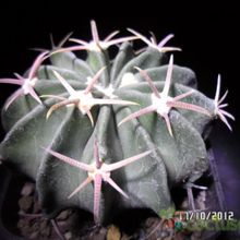 Una foto de Echinocactus texensis