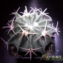 Una foto de Echinocactus texensis