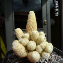 Una foto de Mammillaria elongata cv. Golden Nugget