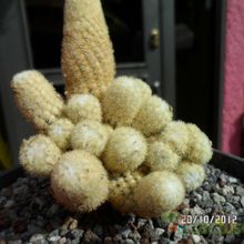Una foto de Mammillaria elongata cv. Golden Nugget