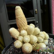 Una foto de Mammillaria elongata cv. Golden Nugget