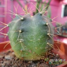 Una foto de Echinocereus knippelianus