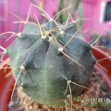 Una foto de Echinocereus knippelianus