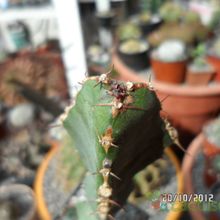 Una foto de Euphorbia opuntioides