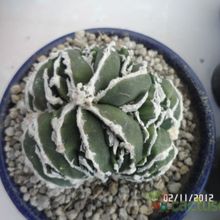 A photo of Astrophytum myriostigma cv. HAKUUN fma. crestada
