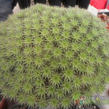 Una foto de Deuterocohnia brevifolia