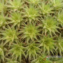 Una foto de Deuterocohnia brevifolia