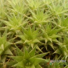 Una foto de Deuterocohnia brevifolia