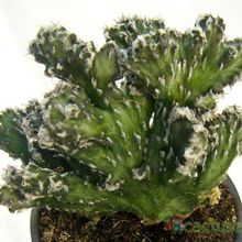 Una foto de Cereus spegazzinii fma. crestada