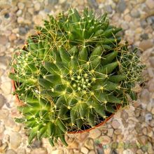 A photo of Mammillaria decipiens ssp. albescens