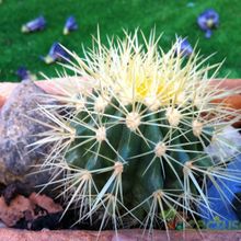Una foto de Echinocactus grusonii