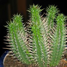 Una foto de Euphorbia ferox