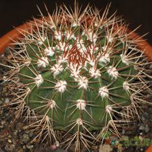 A photo of Melocactus ernestii