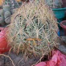 A photo of Echinomastus unguispinus ssp. laui