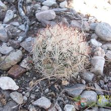 A photo of Coryphantha salm-dyckiana