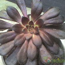 Una foto de Aeonium arboreum cv. artropurpureum