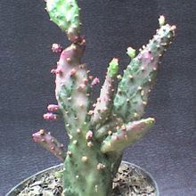 A photo of Opuntia monacantha fma. variegada monstruosa