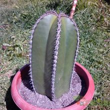 A photo of Pachycereus marginatus