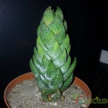 A photo of Haworthia coarctata