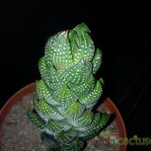 A photo of Haworthia coarctata