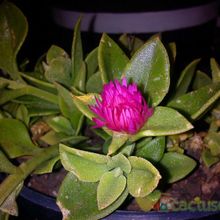Una foto de Mesembryanthemum cordifolium