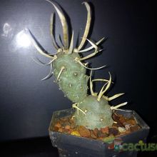 Una foto de Tephrocactus articulatus fma. papyracanthus