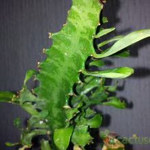 A photo of Euphorbia trigona