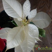 Una foto de Euphorbia pulcherrima