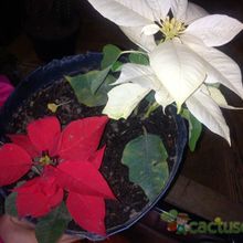 Una foto de Euphorbia pulcherrima