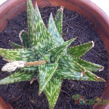 A photo of Aloe mcloughlinii  